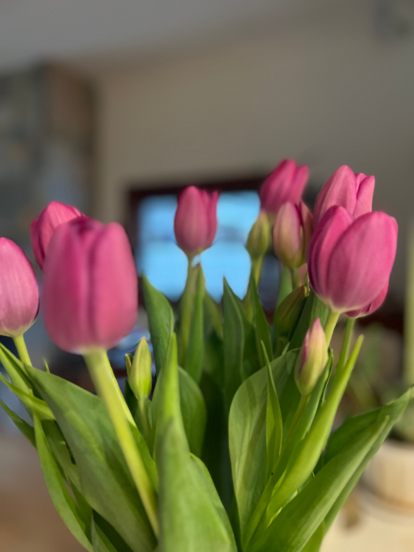The Teachings of Tulips